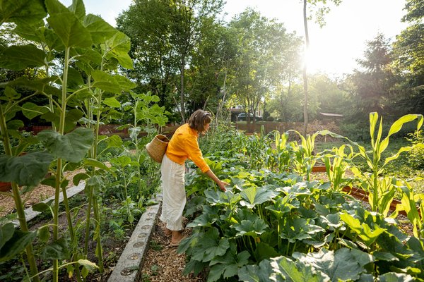 Choisir les bons outils indispensables pour aménager son potager