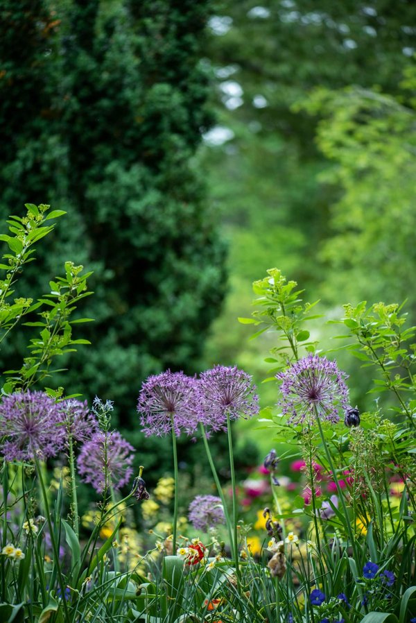 Quels légumes poussent bien ensemble en jardin urbain ?